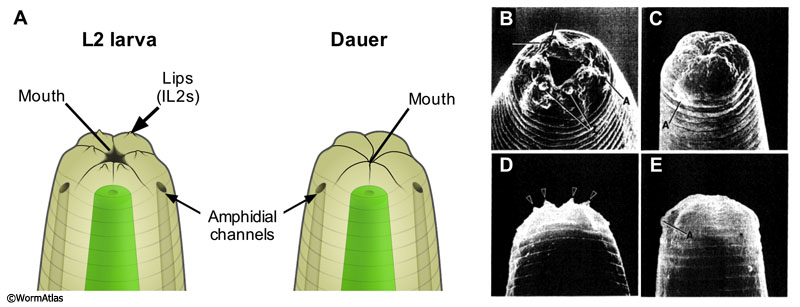 DNeuroFIG 1: Depiction of L2 and dauer noses.